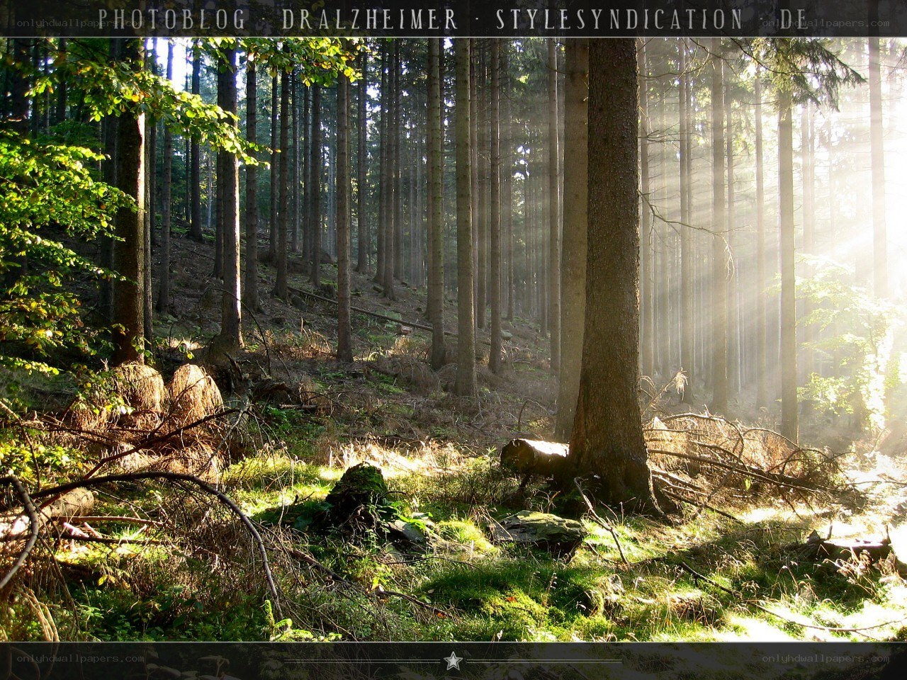 Sunlight in the forest