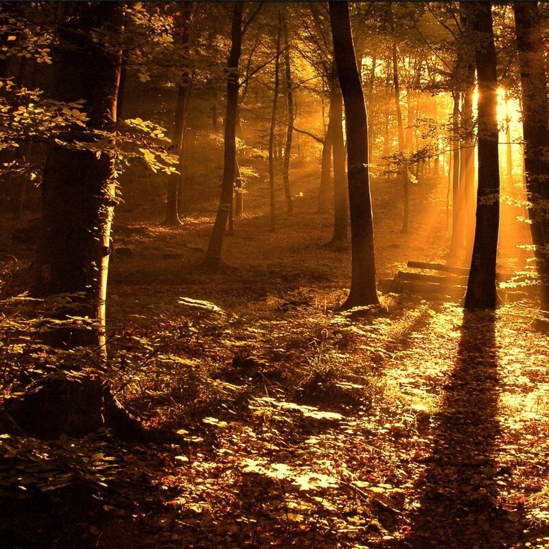 Sunlight in the forest
