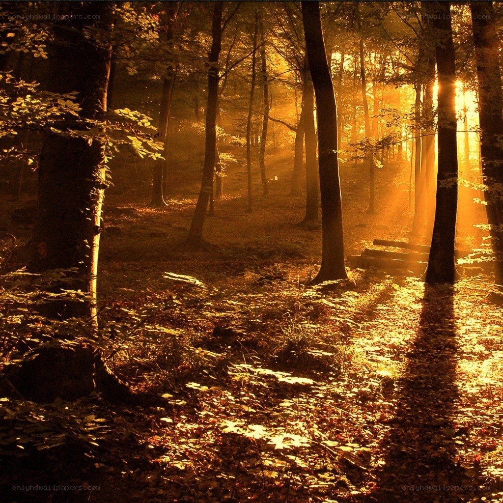 Sunlight in the forest
