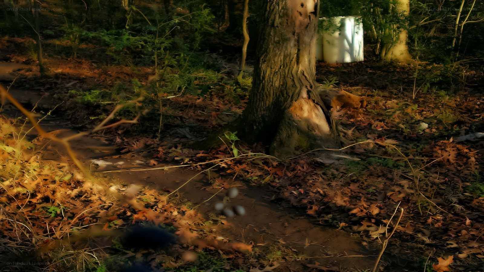 Sunlight in the forest