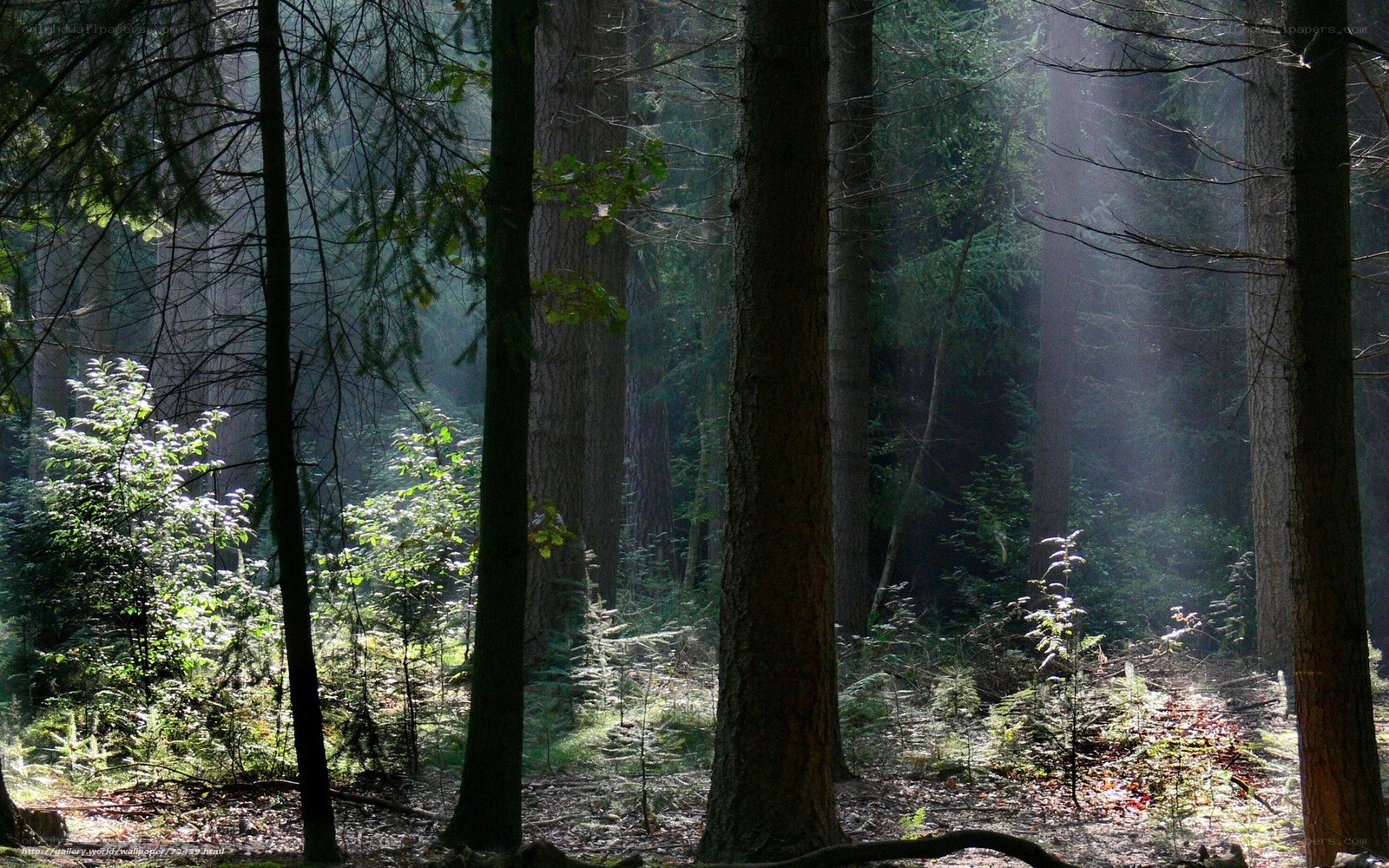 Sunlight in the forest