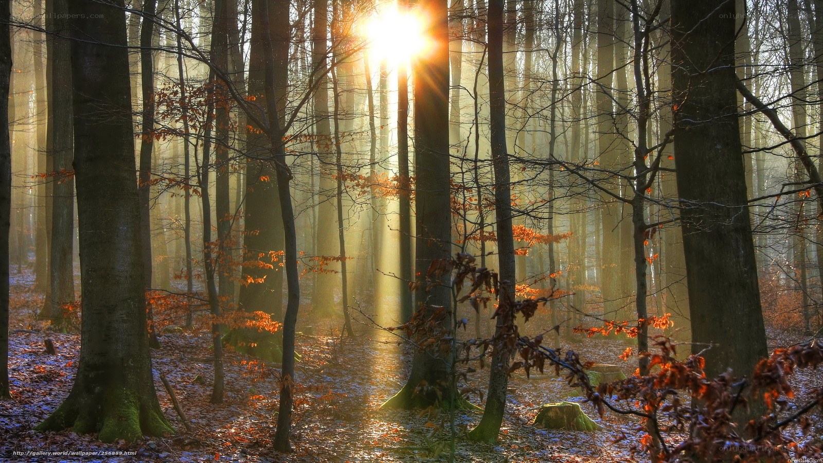 Sunlight in the forest