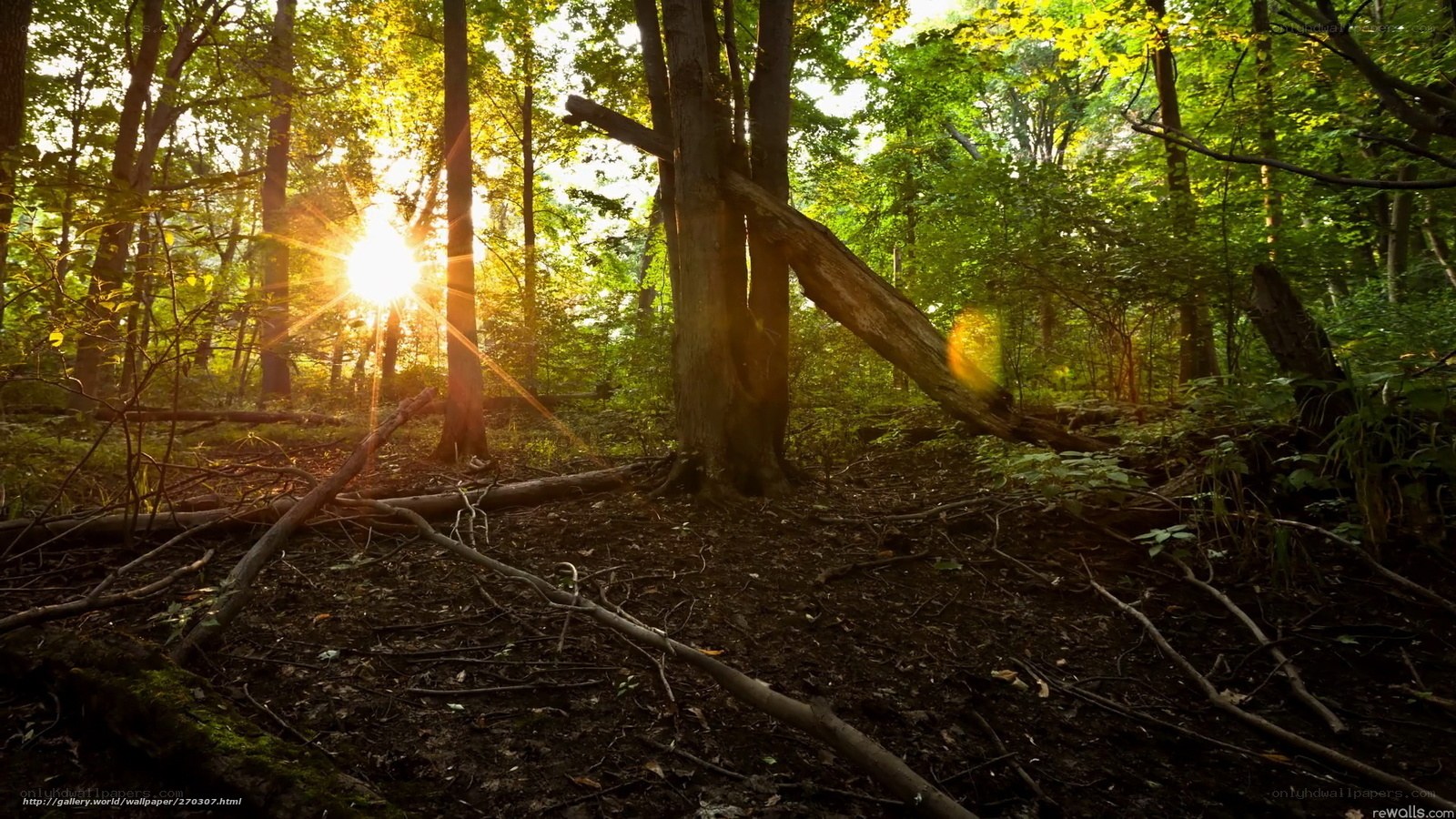 Sunlight in the forest