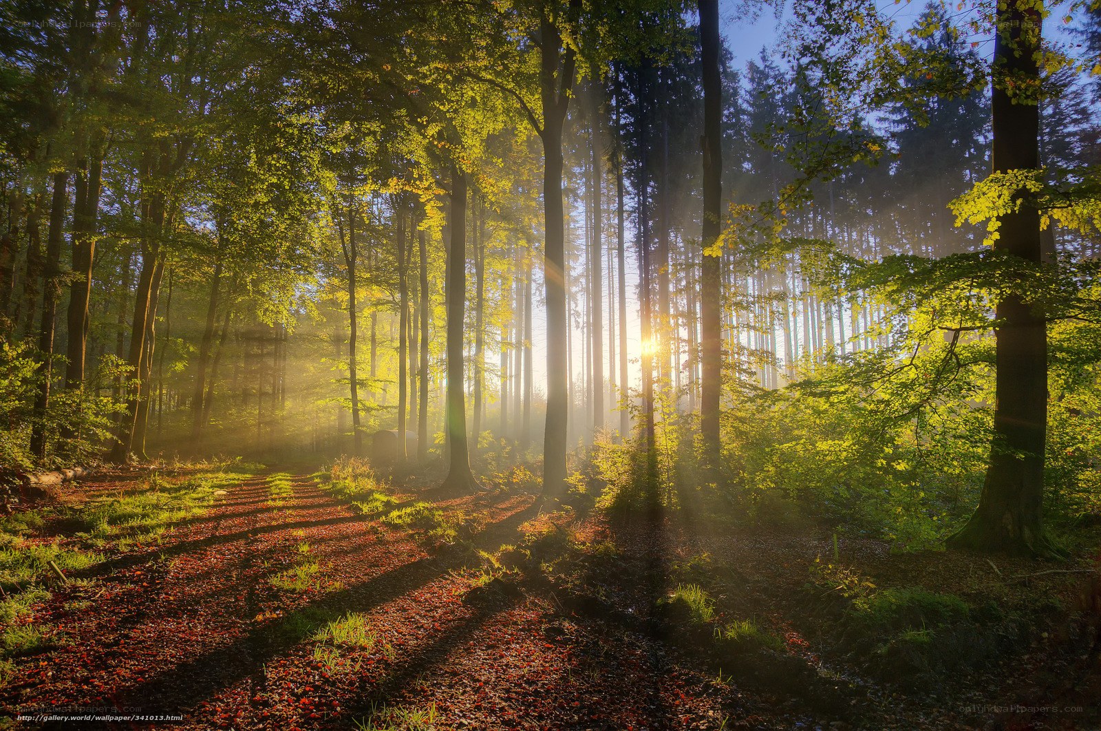 Sunlight in the forest