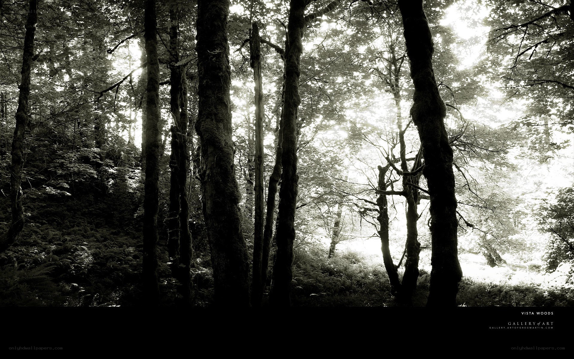 Sunlight in the forest