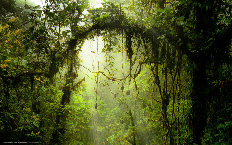 Sunlight in the rainforest