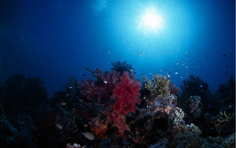 Sunlight on a coral reef