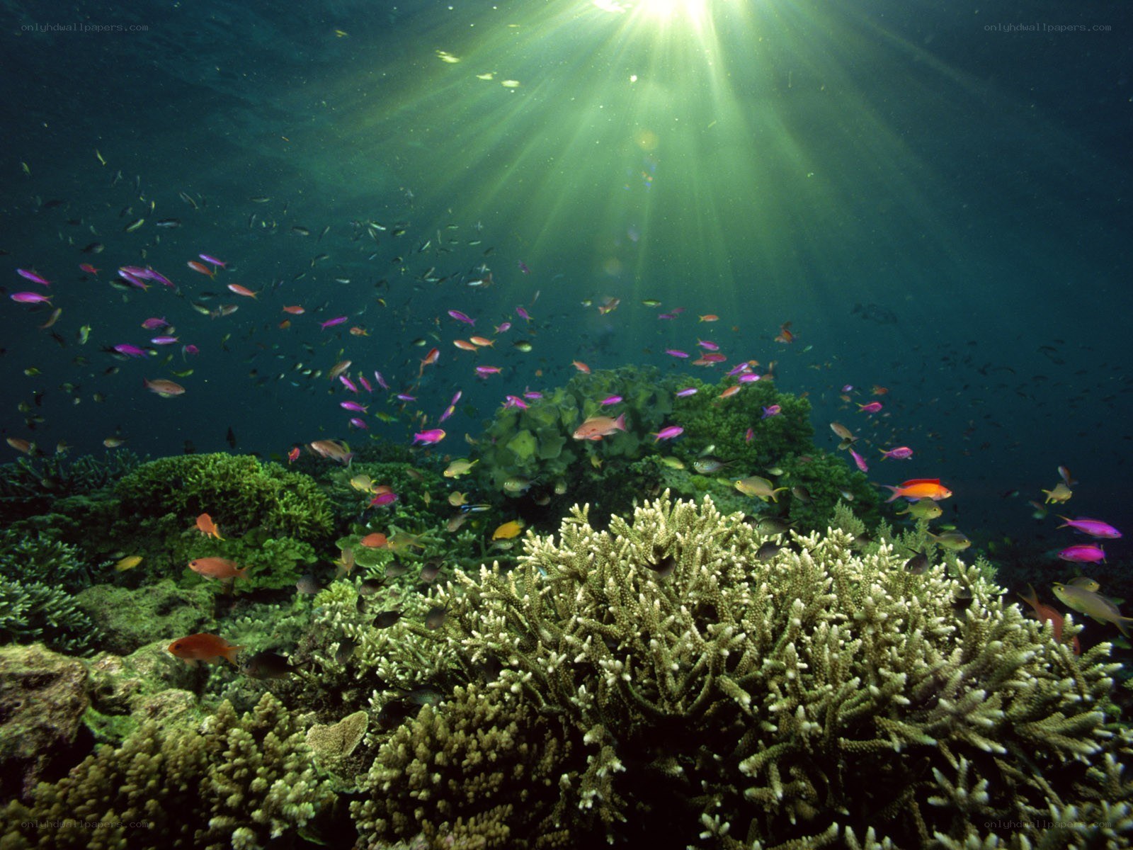 Sunlight on a coral reef