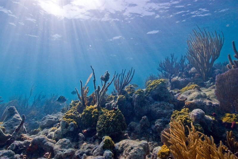 Sunlight on a coral reef