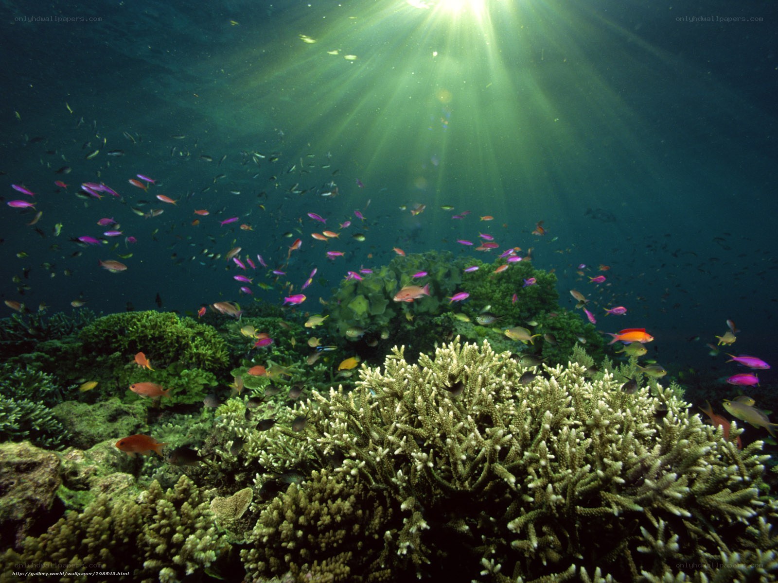 Sunlight on a coral reef