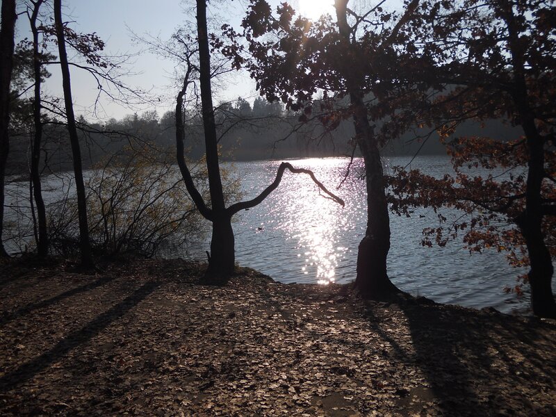 Sunlight on a forest lake