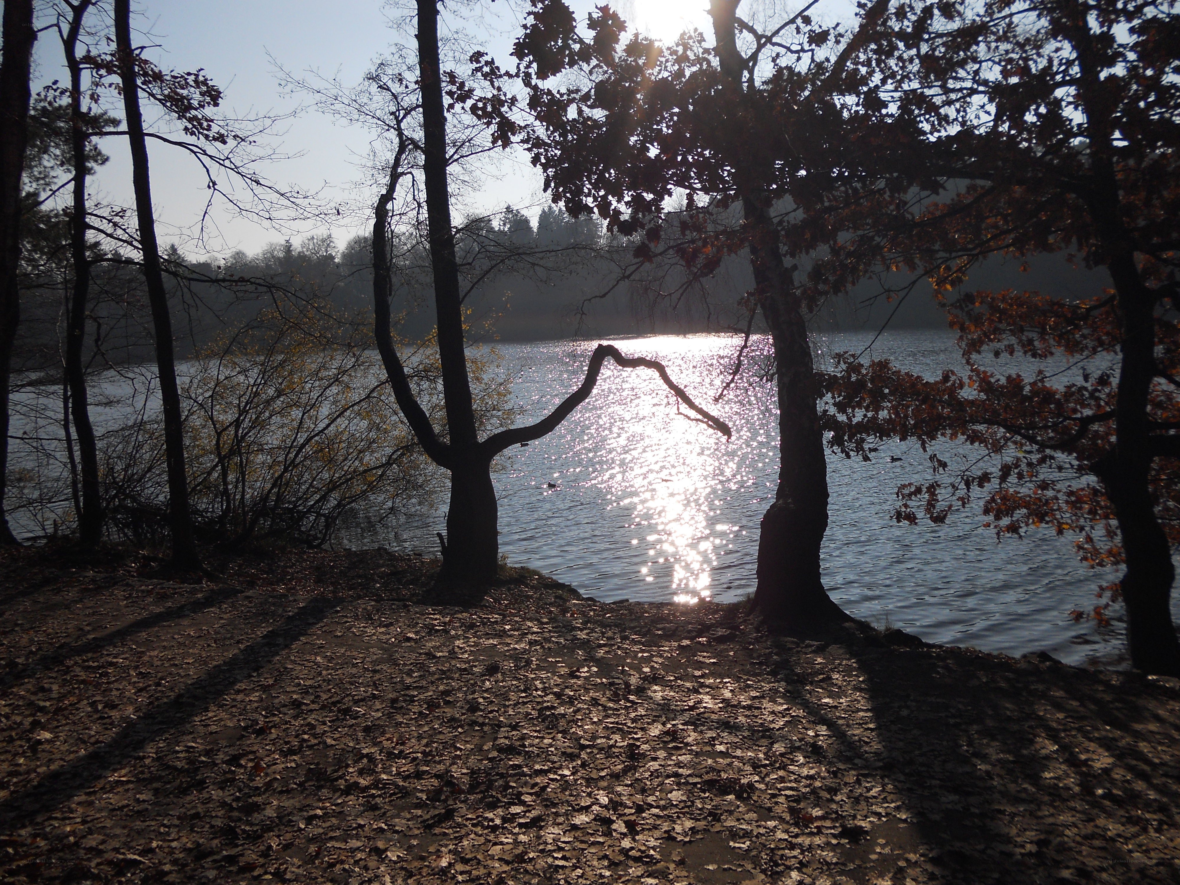 Sunlight on a forest lake