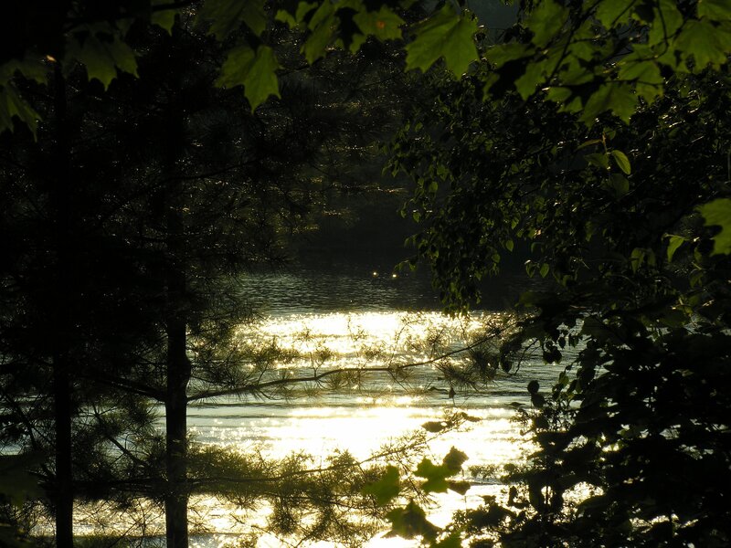Sunlight on a forest lake