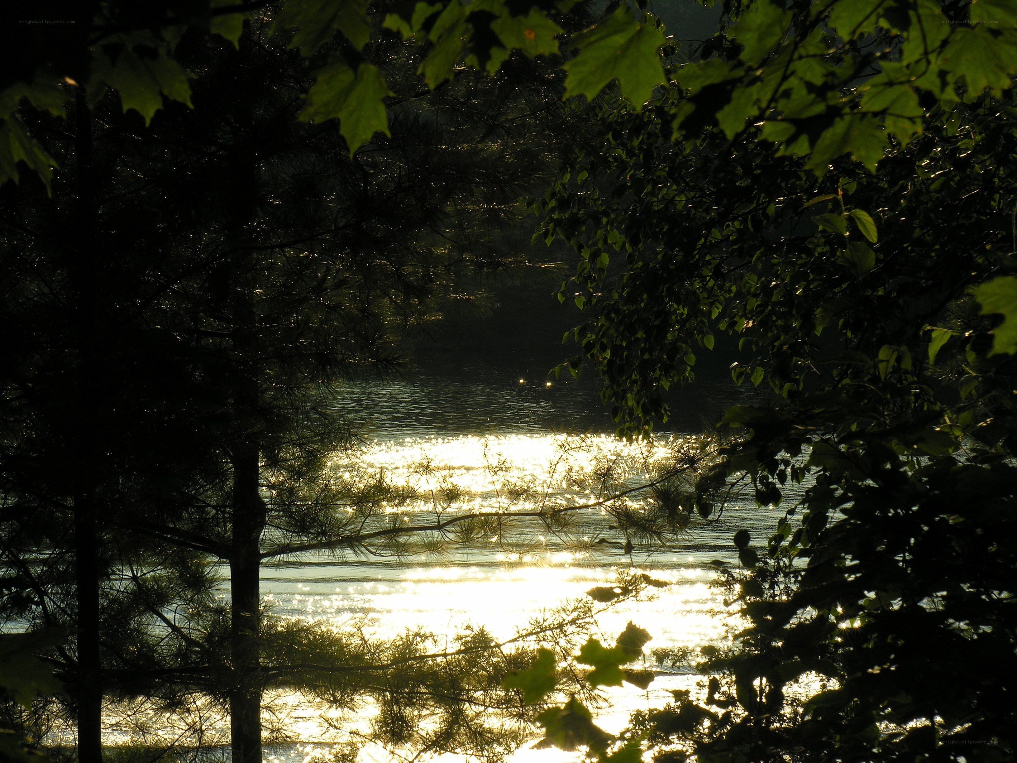 Sunlight on a forest lake