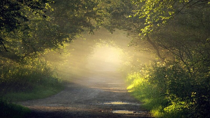 Sunlight on a forest path