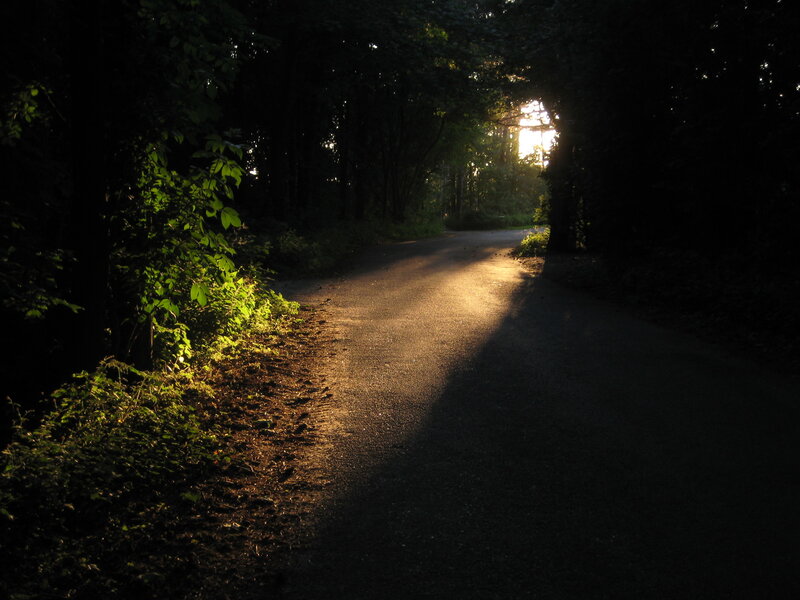 Sunlight on a forest path