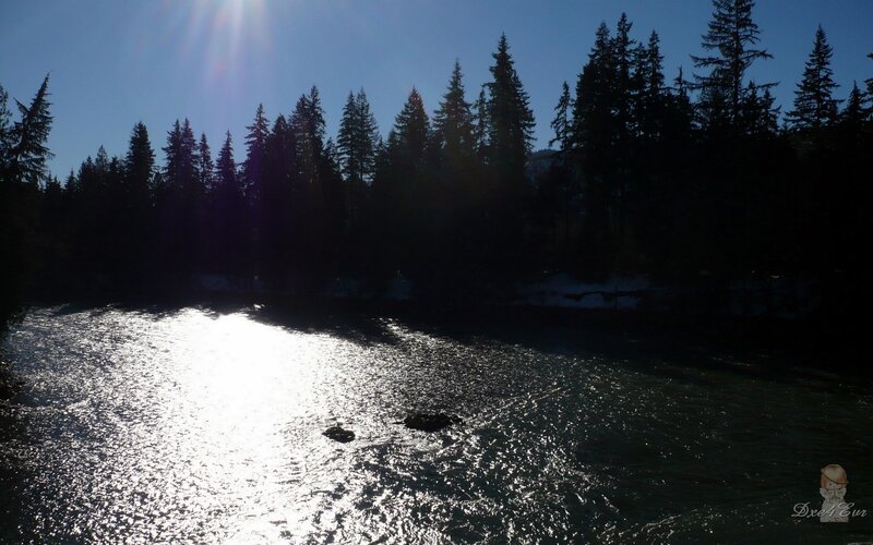 Sunlight on a forest river