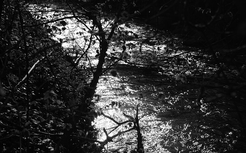 Sunlight on a forest stream