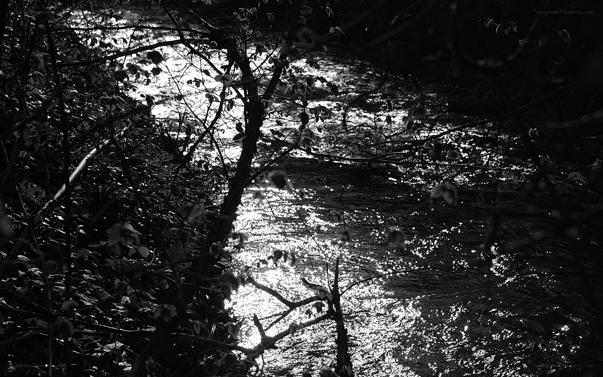 Sunlight on a forest stream