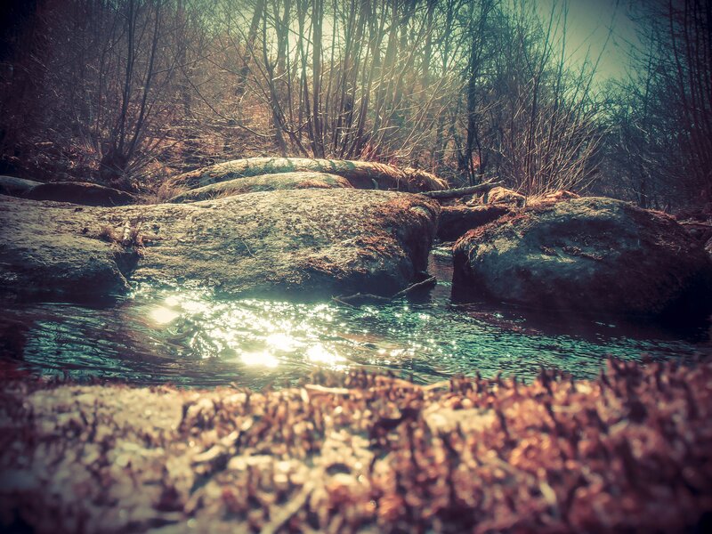 Sunlight on a forest stream