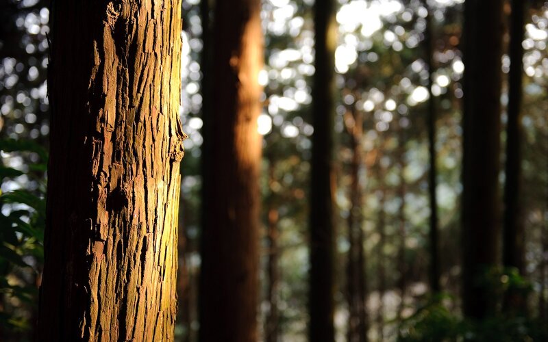 Sunlight on a forest tree