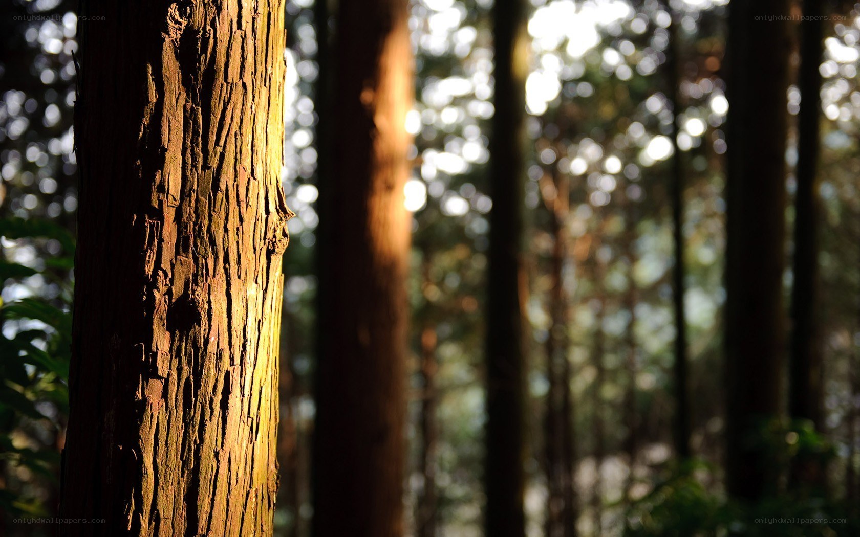 Sunlight on a forest tree