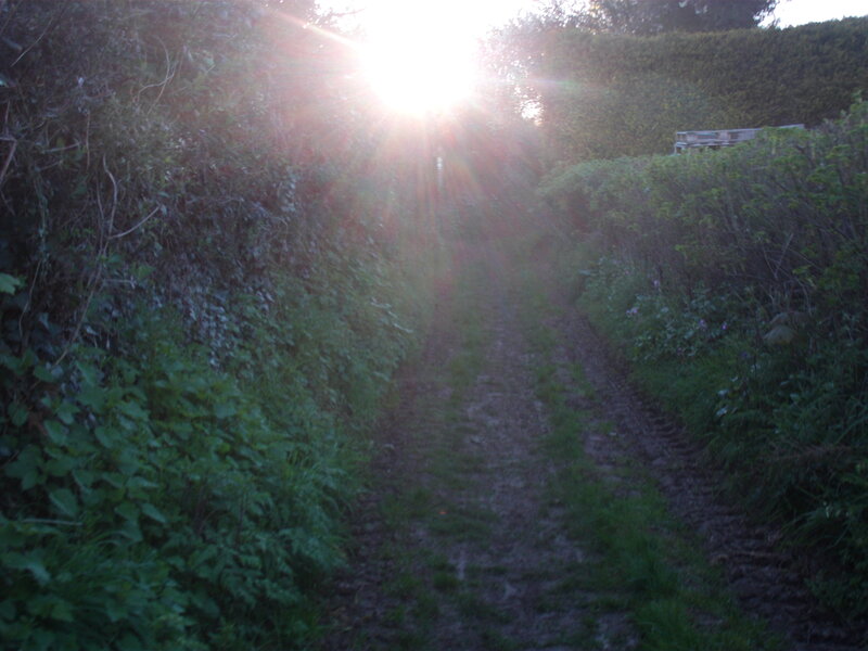 Sunlight on a garden path