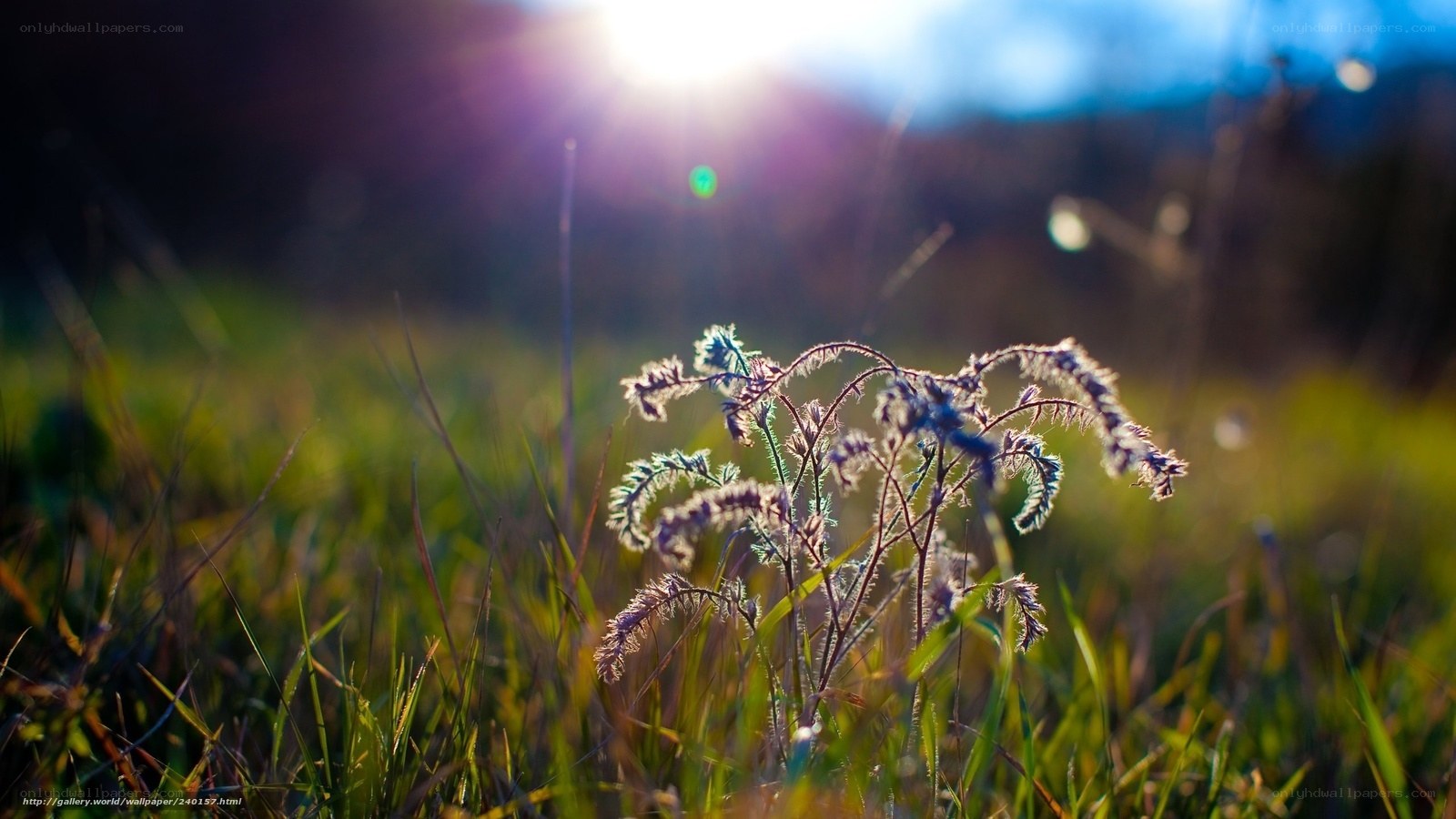 Sunlight on a grassy field