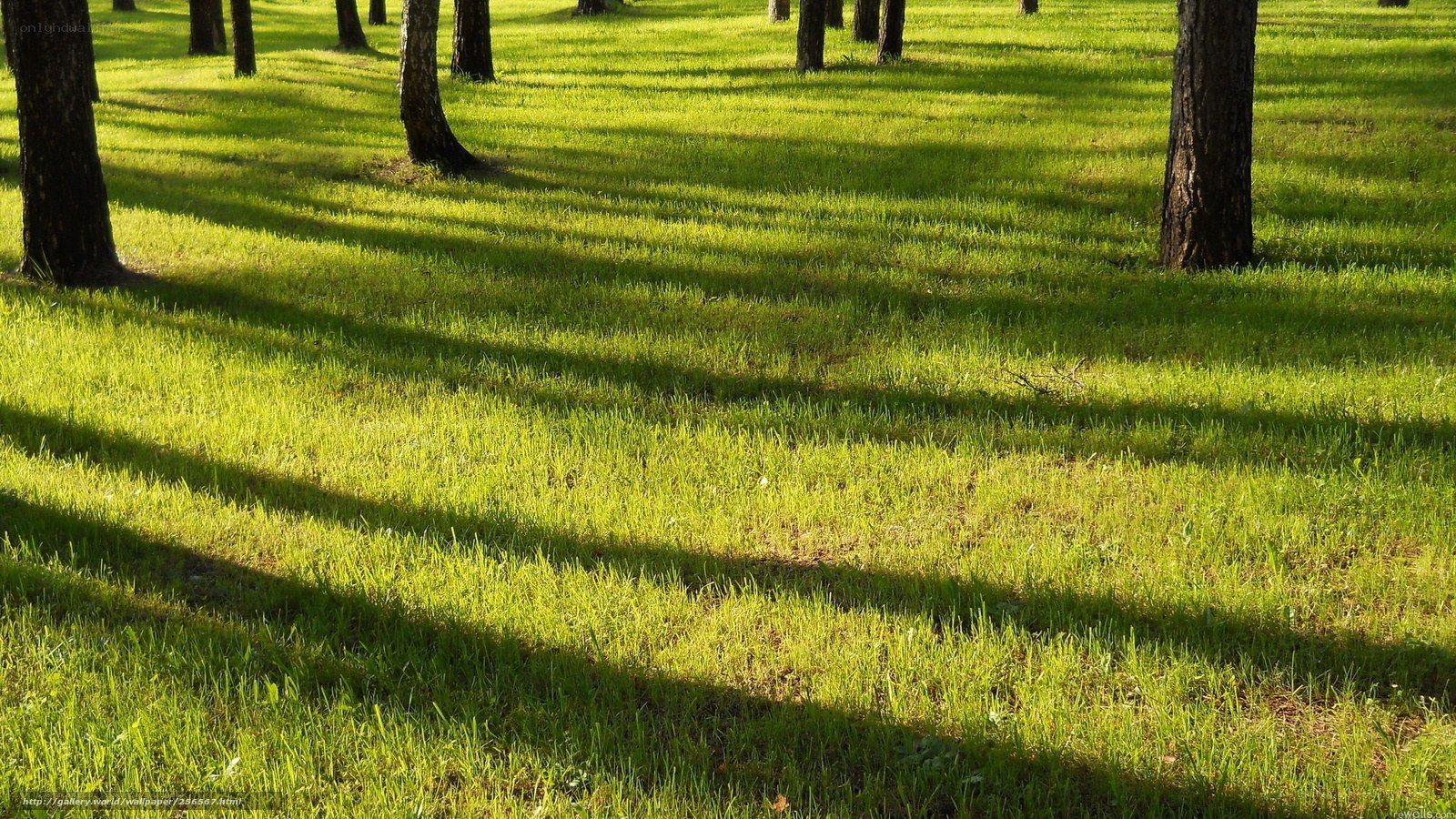 Sunlight on a grassy forest floor