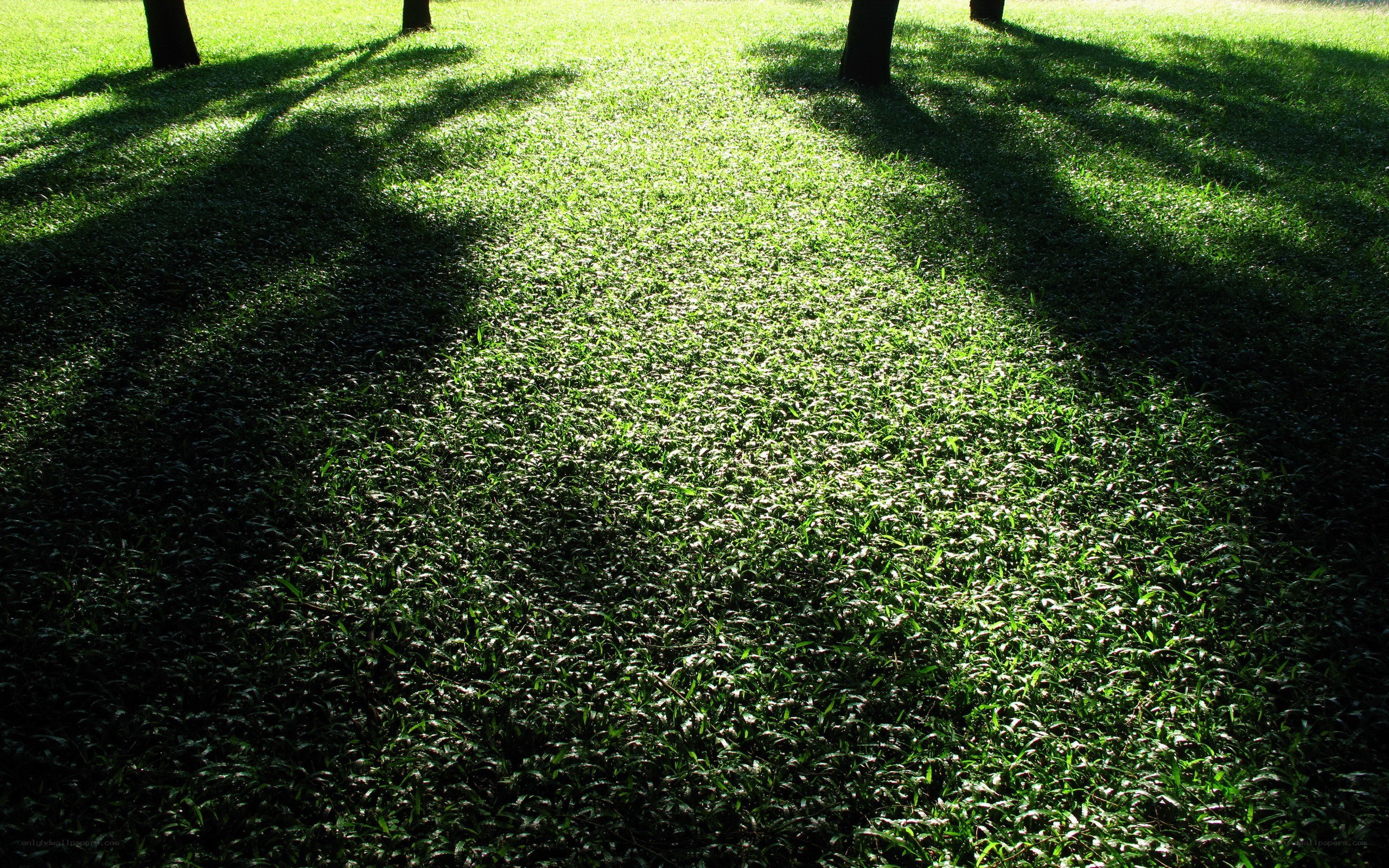 Sunlight on a grassy lawn