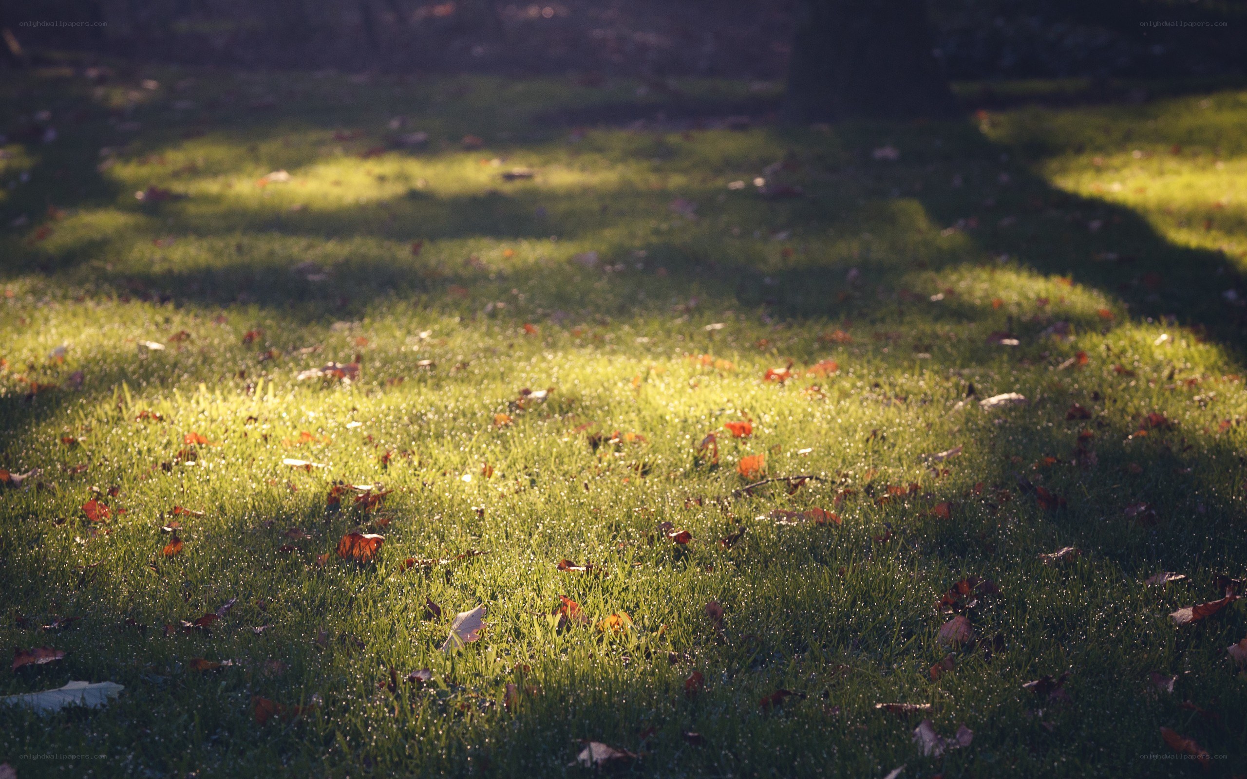 Sunlight on a grassy lawn