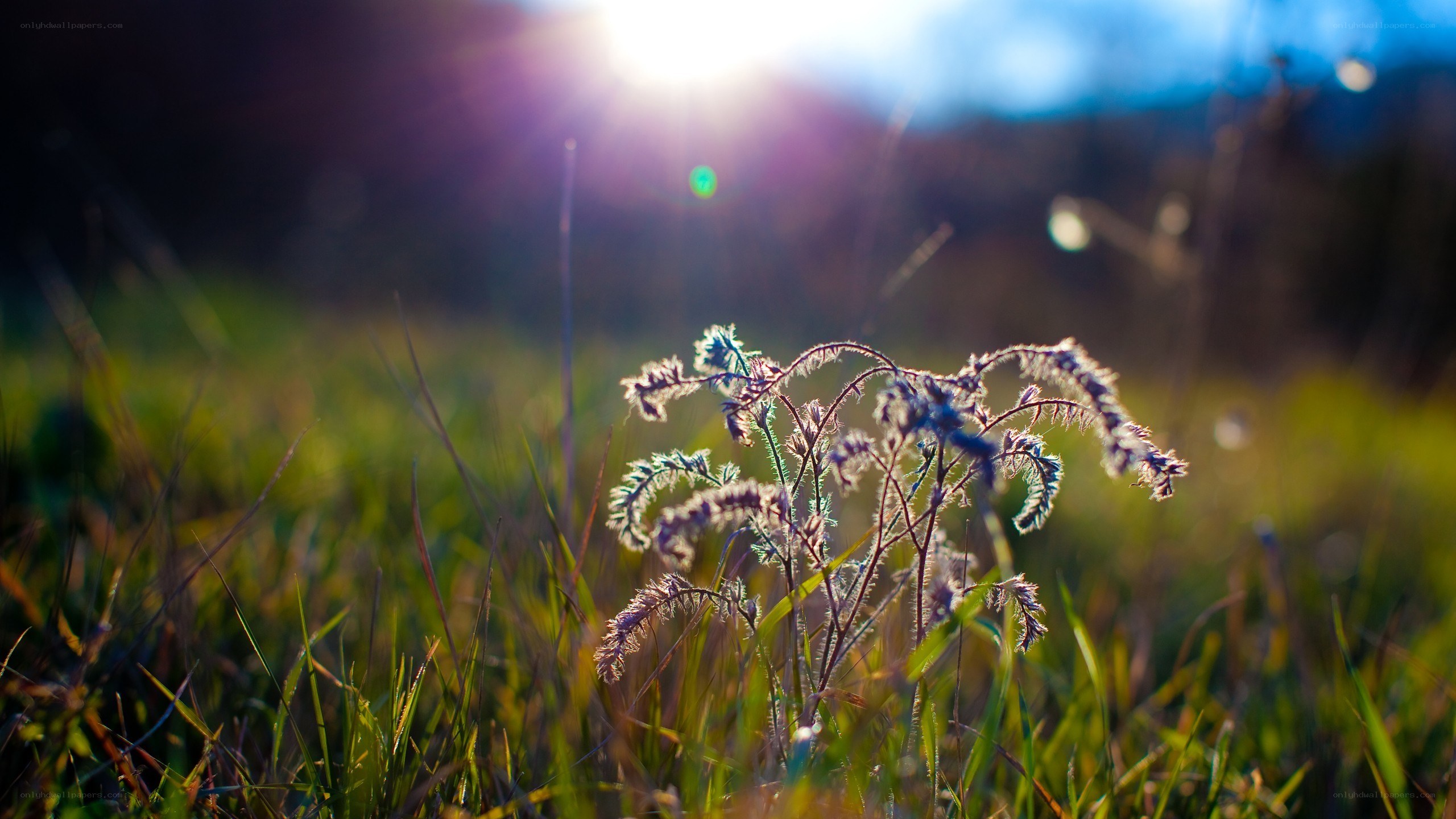Sunlight on a grassy plant