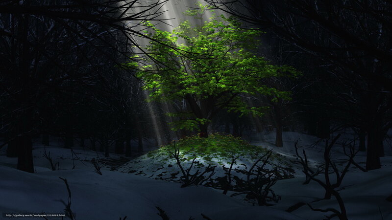 Sunlight on a green tree