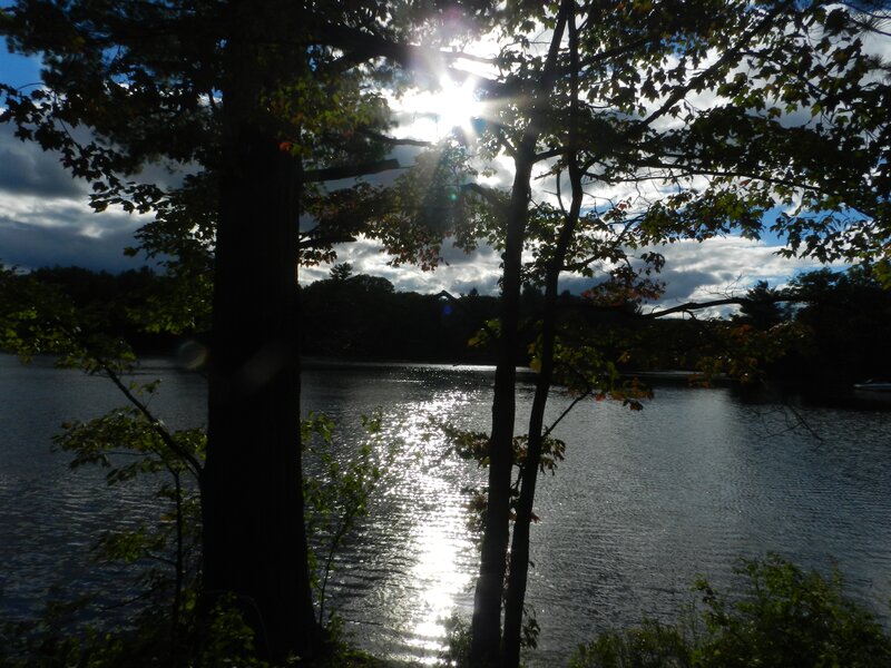 Sunlight on a lake through trees