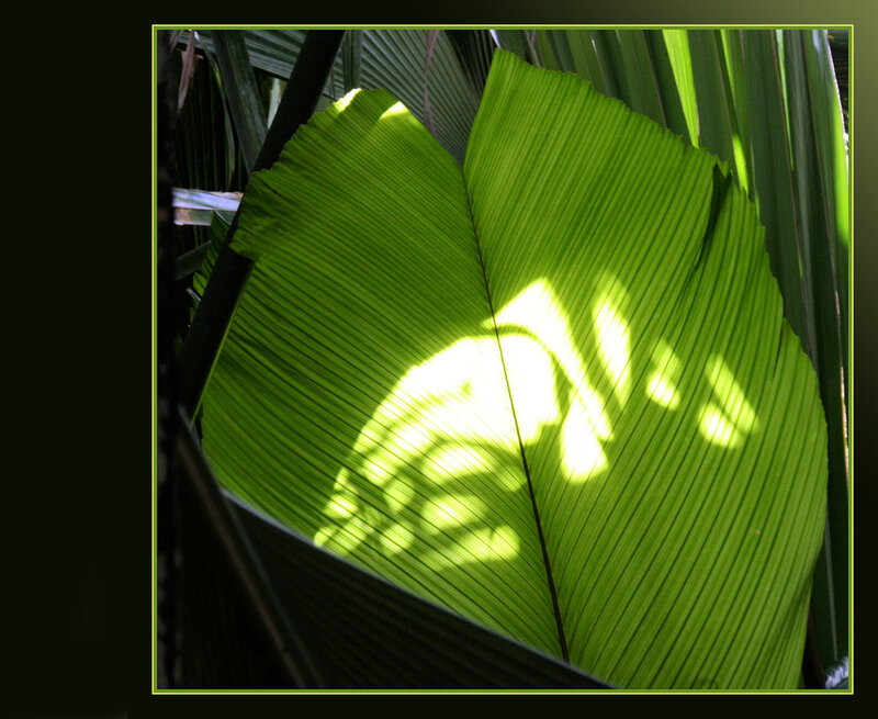 Sunlight on a large green leaf