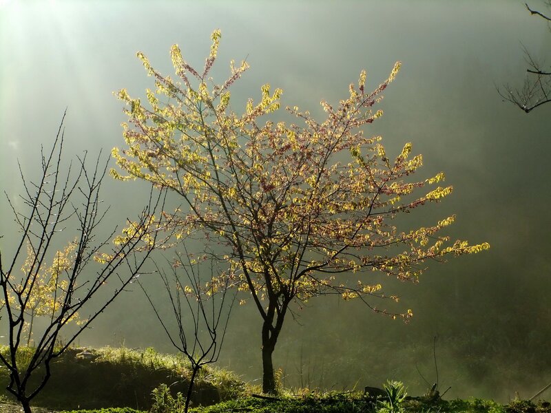 Sunlight on a misty tree