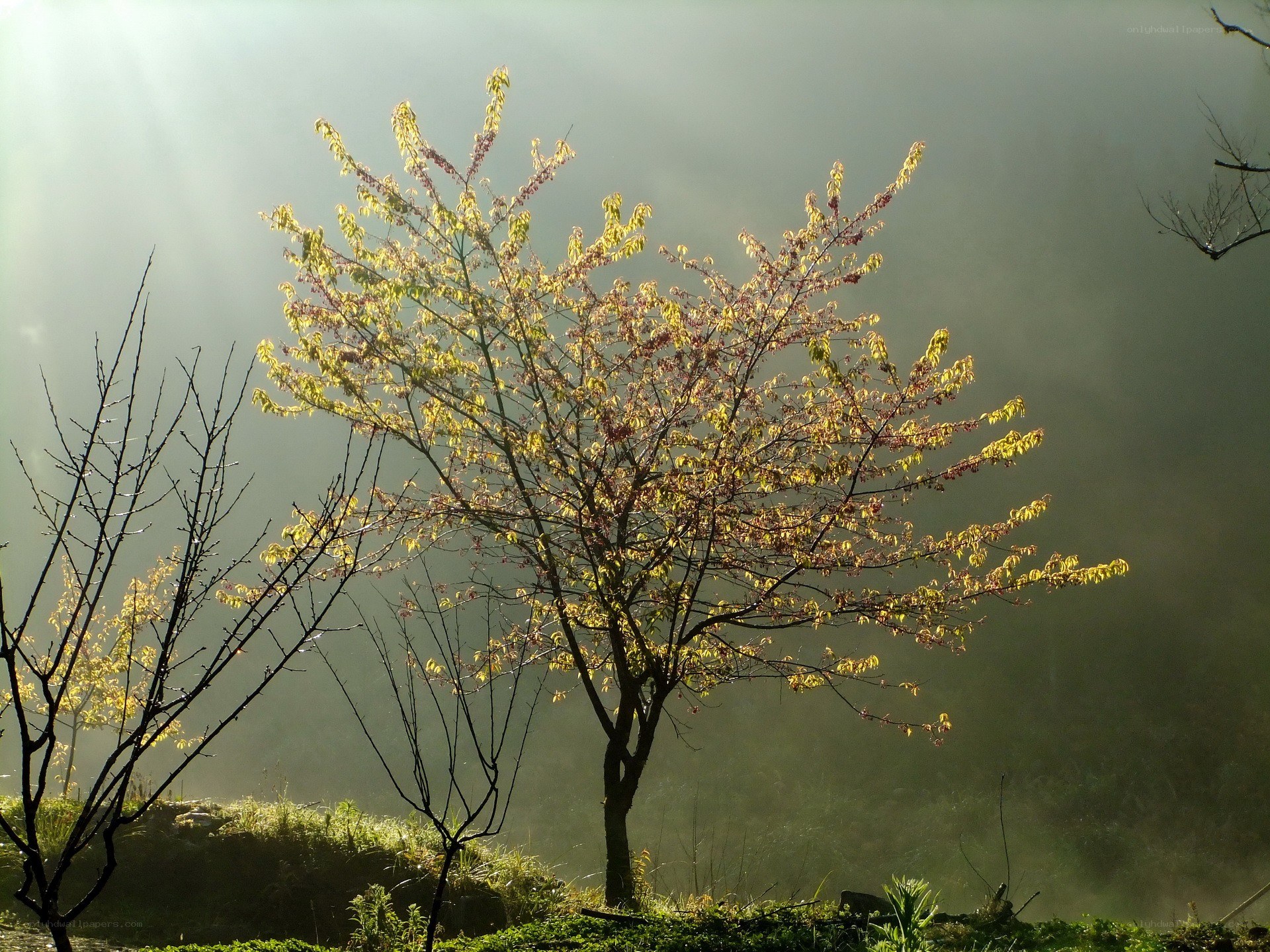 Sunlight on a misty tree