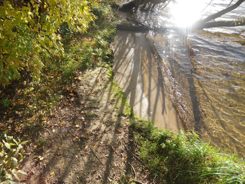 Sunlight on a riverbank