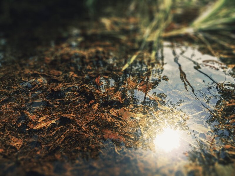 Sunlight on a shallow pond