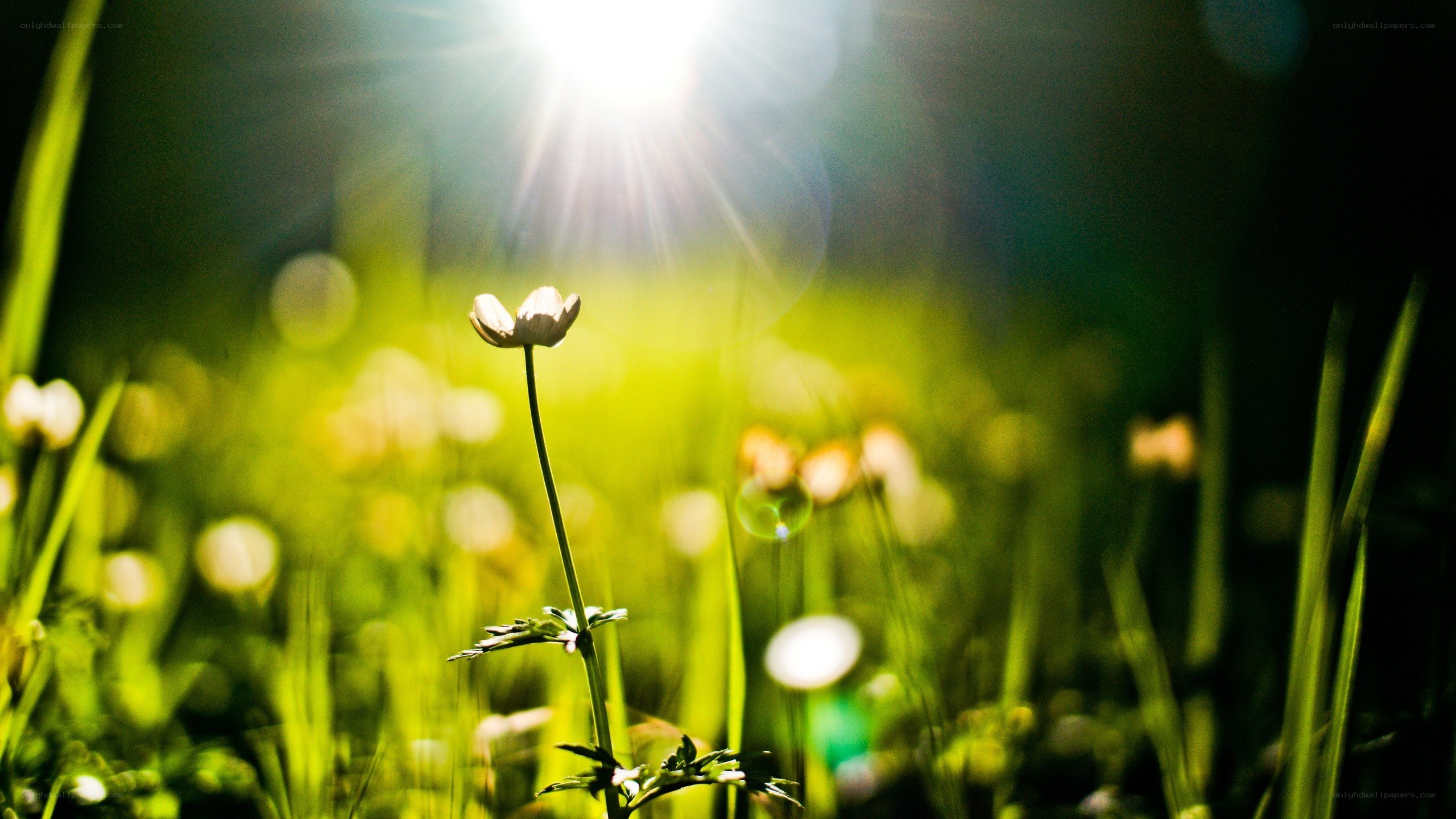 Sunlight on a single flower