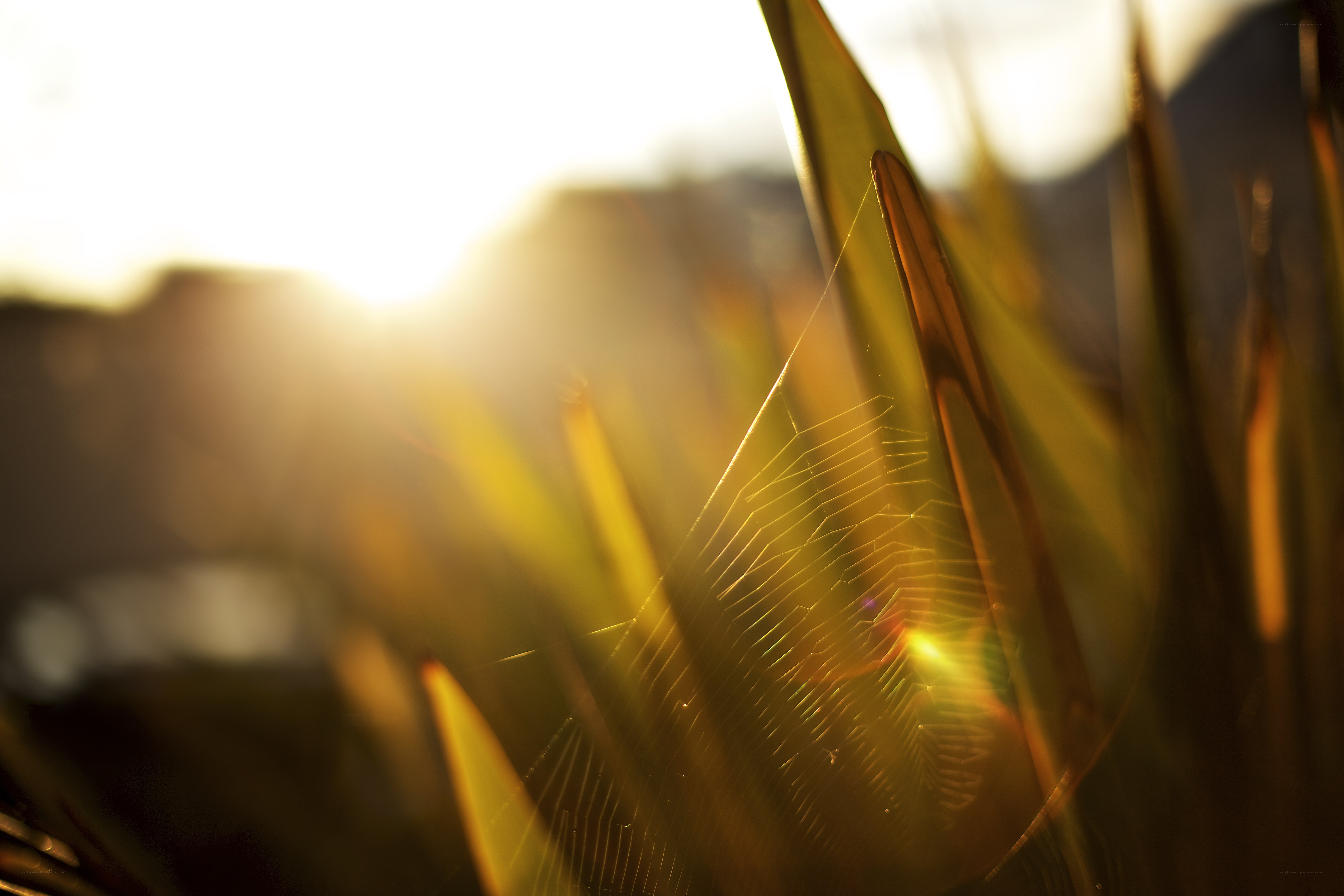 Sunlight on a spider web