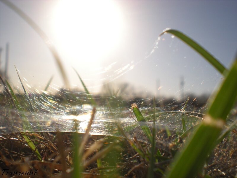Sunlight on a spiderweb