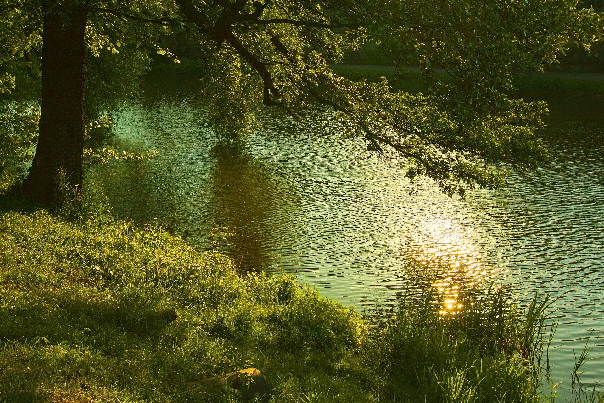 Sunlight on a tranquil pond