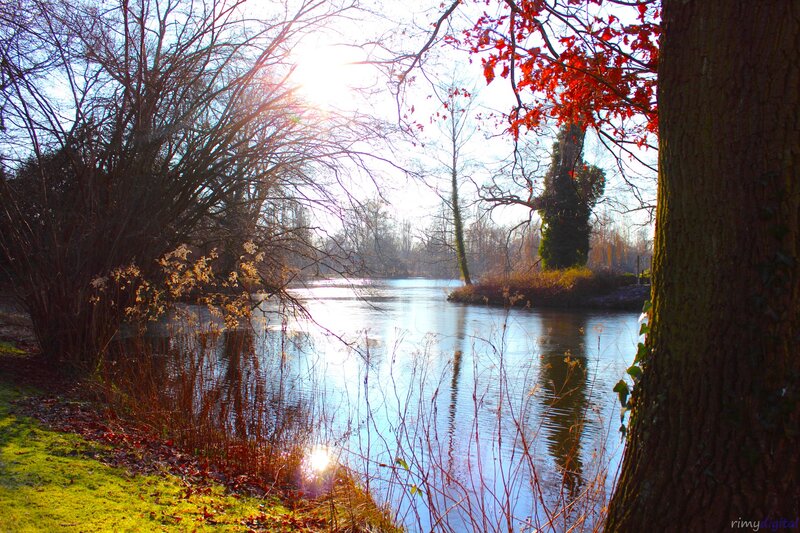 Sunlight on a tranquil pond