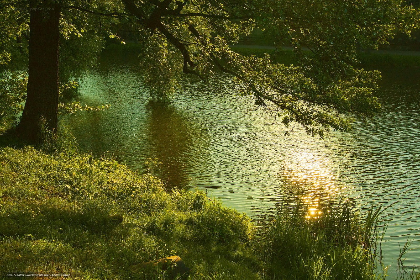 Sunlight on a tranquil pond