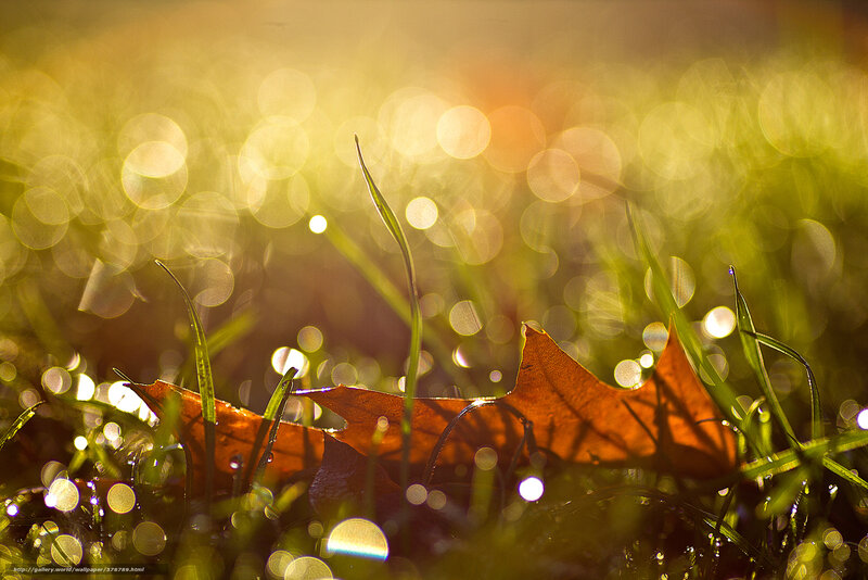 Sunlight on autumn leaf