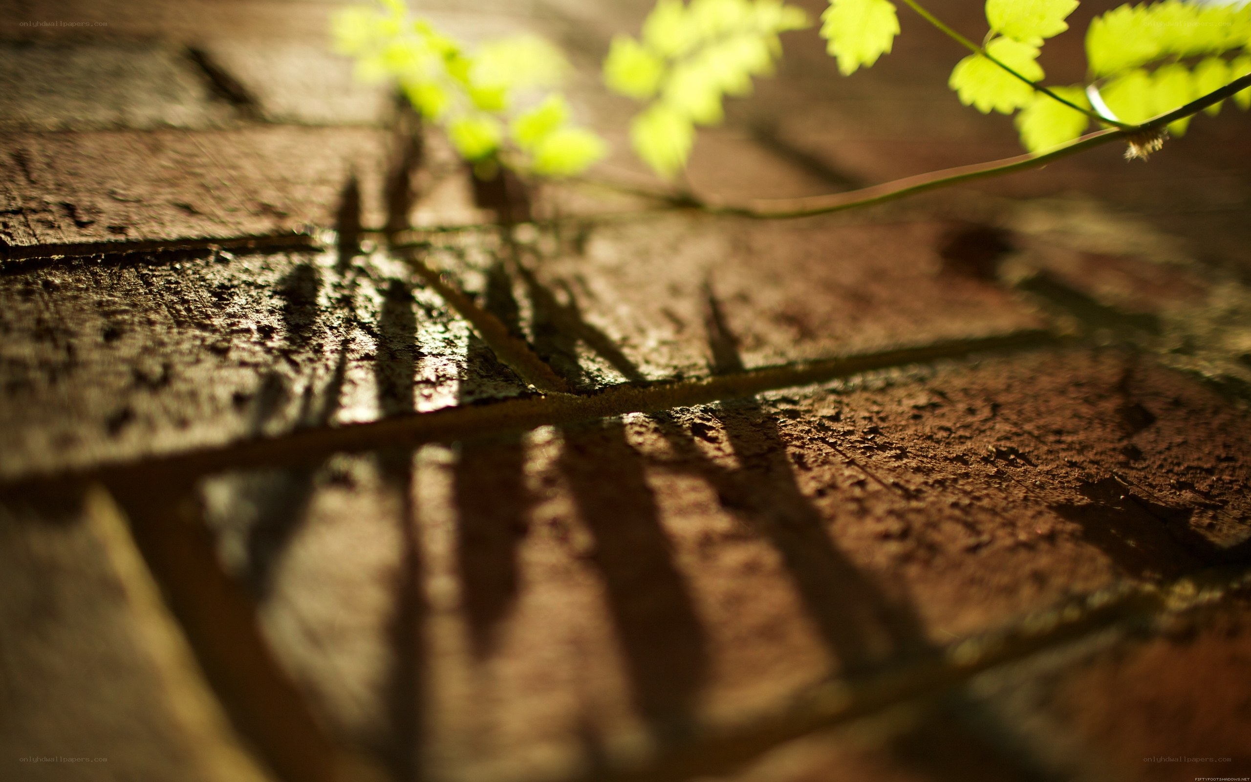 Sunlight on brick with leaf shadow