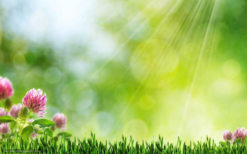 Sunlight on clover field