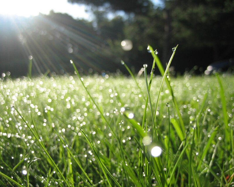 Sunlight on dew-covered grass