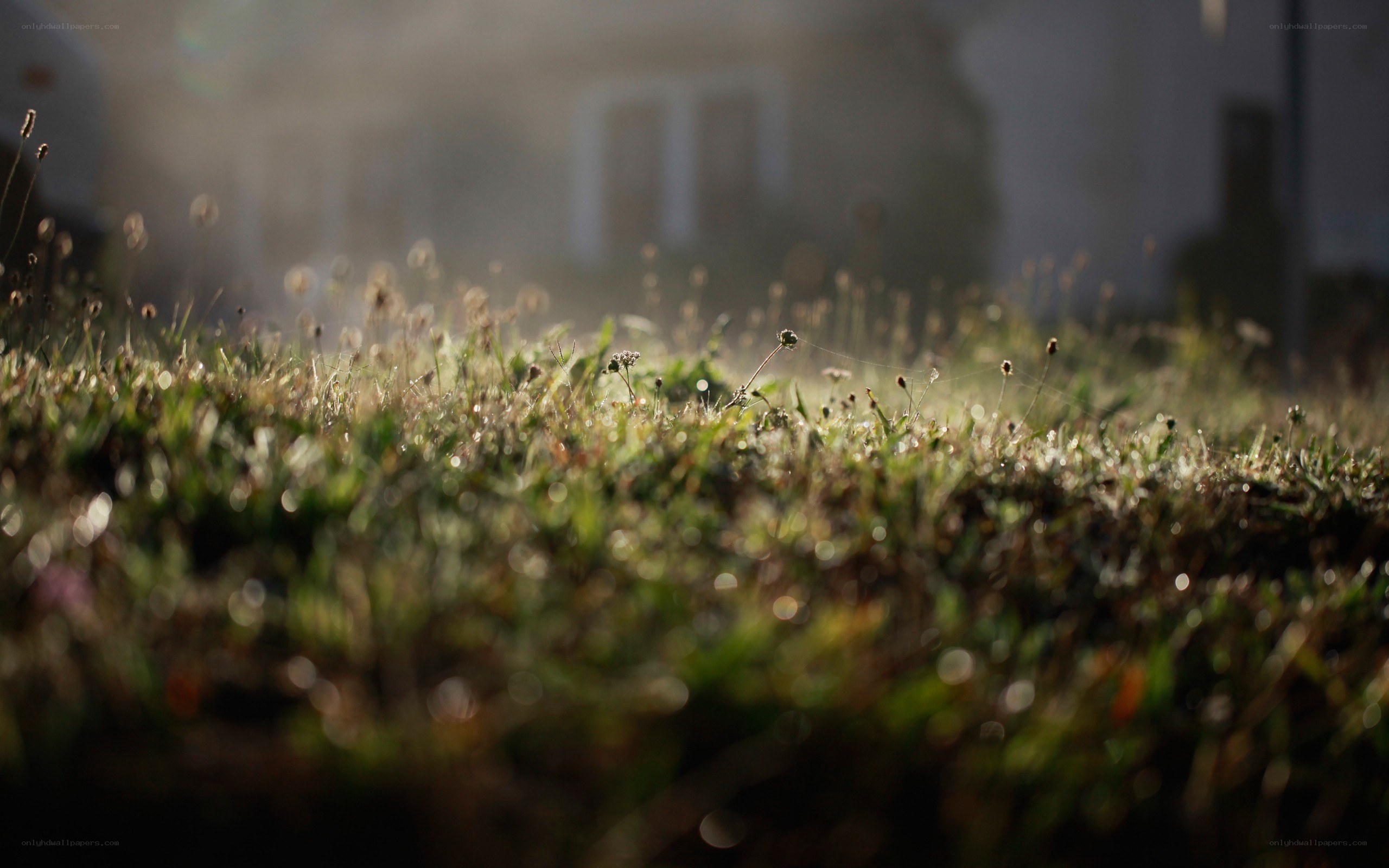 Sunlight on dewy grass